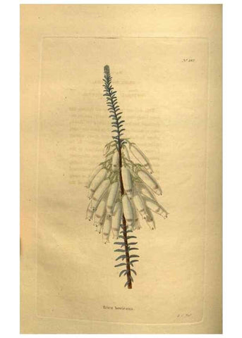 Reproducción/Reproduction 48755404491: The botanical cabinet. London :John & Arthur Arch ...,1817-1833.. 