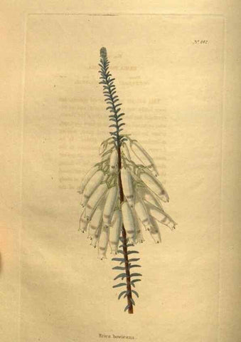 Reproducción/Reproduction 48755404491: The botanical cabinet. London :John & Arthur Arch ...,1817-1833.. 