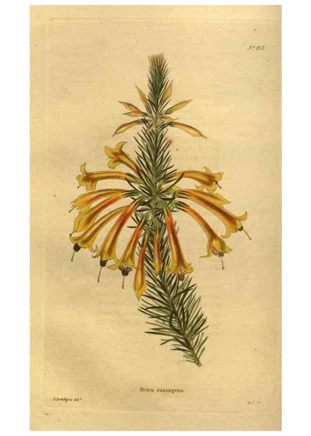 Reproducción/Reproduction 48755081788: The botanical cabinet. London :John & Arthur Arch ...,1817-1833.. 