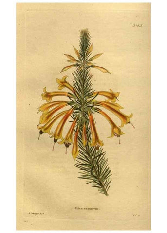 Reproducción/Reproduction 48755081788: The botanical cabinet. London :John & Arthur Arch ...,1817-1833.. 