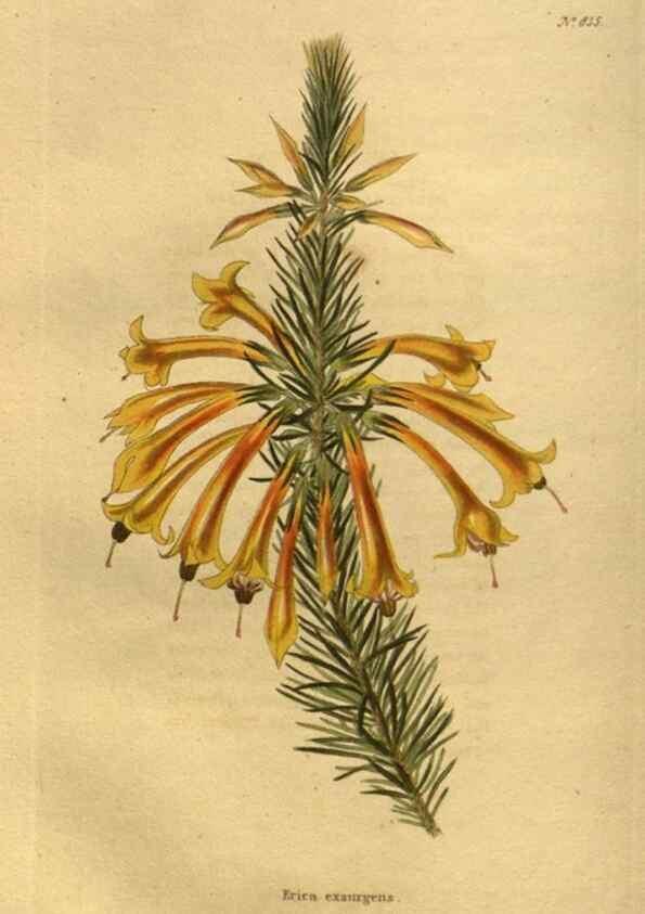 Reproducción/Reproduction 48755081788: The botanical cabinet. London :John & Arthur Arch ...,1817-1833.. 