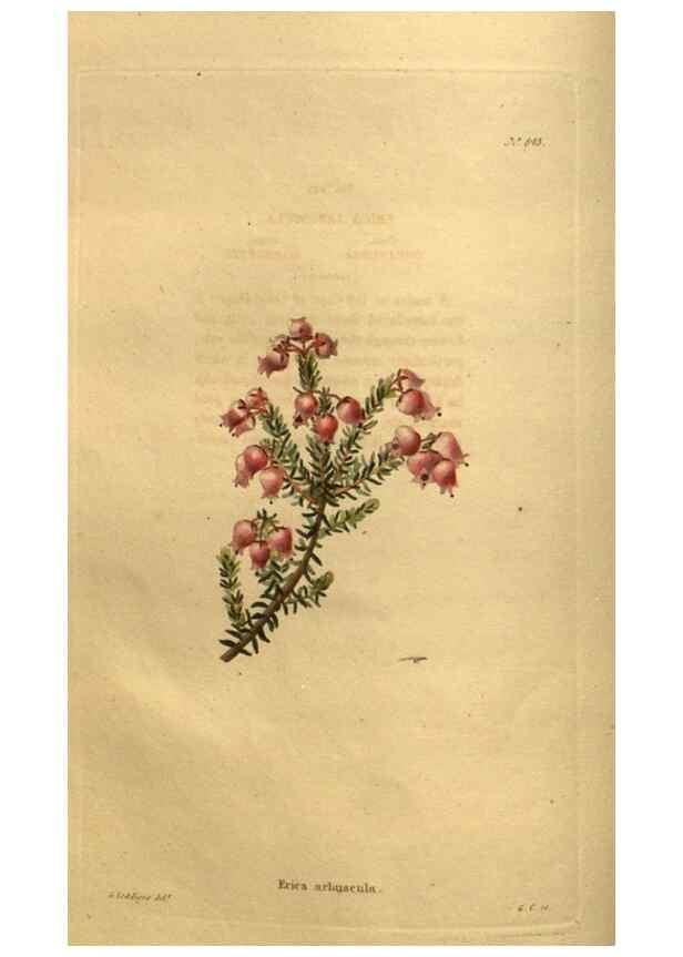 Reproducción/Reproduction 48755084798: The botanical cabinet. London :John & Arthur Arch ...,1817-1833.. 