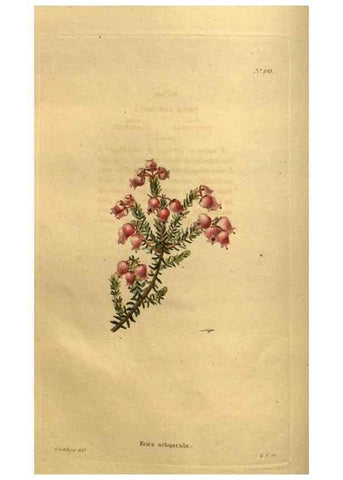 Reproducción/Reproduction 48755084798: The botanical cabinet. London :John & Arthur Arch ...,1817-1833.. 