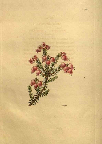 Reproducción/Reproduction 48755084798: The botanical cabinet. London :John & Arthur Arch ...,1817-1833.. 