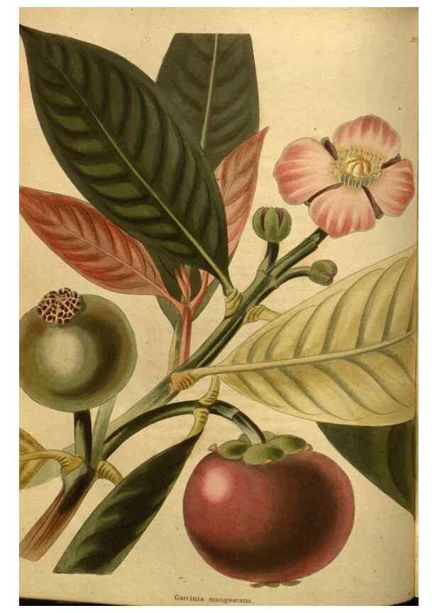 Reproducción/Reproduction 48755406496: The botanical cabinet. London :John & Arthur Arch ...,1817-1833.. 