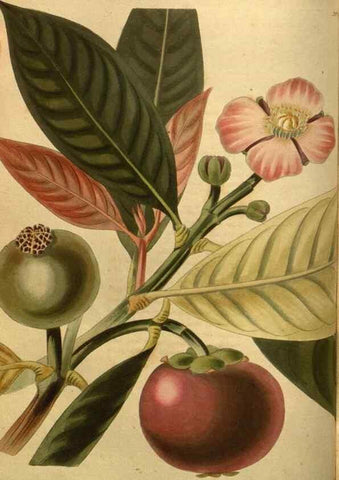 Reproducción/Reproduction 48755406496: The botanical cabinet. London :John & Arthur Arch ...,1817-1833.. 