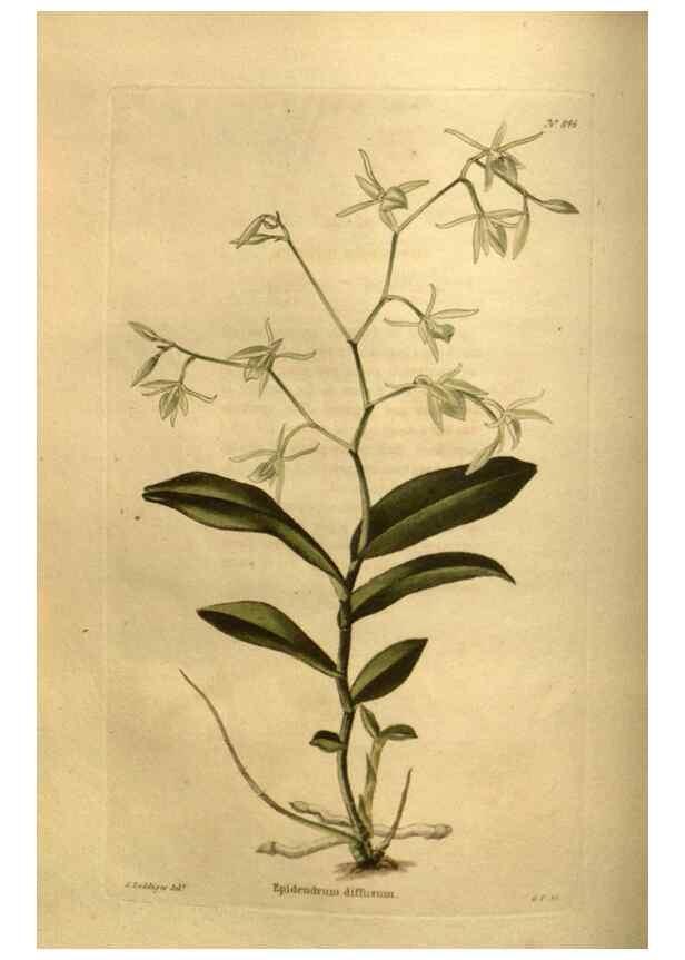 Reproducción/Reproduction 48755406996: The botanical cabinet. London :John & Arthur Arch ...,1817-1833.. 