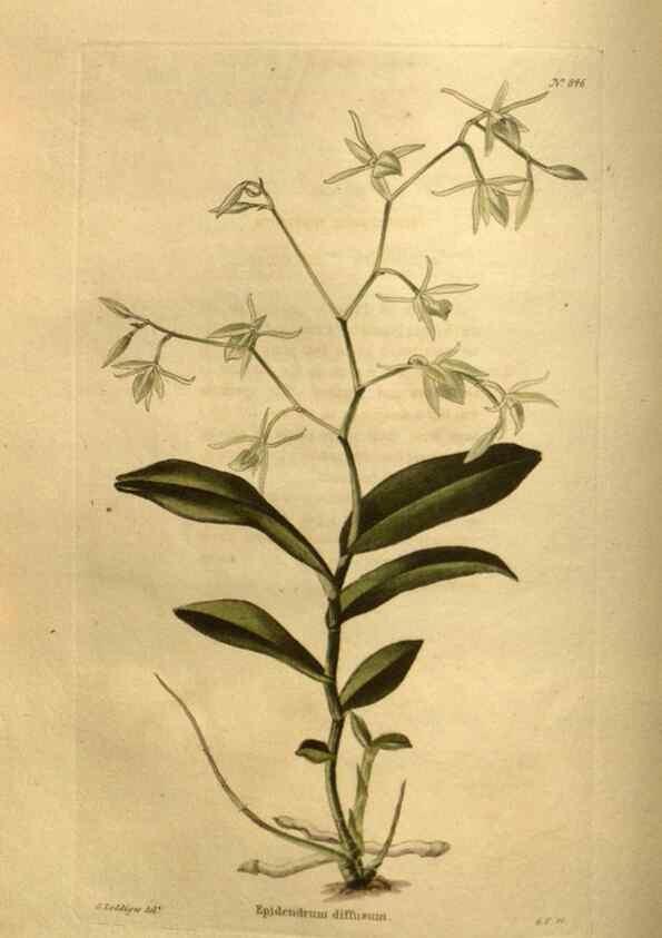 Reproducción/Reproduction 48755406996: The botanical cabinet. London :John & Arthur Arch ...,1817-1833.. 