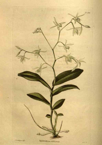 Reproducción/Reproduction 48755406996: The botanical cabinet. London :John & Arthur Arch ...,1817-1833.. 