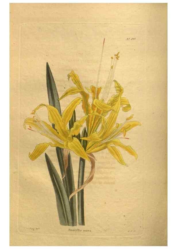 Reproducción/Reproduction 48755407506: The botanical cabinet. London :John & Arthur Arch ...,1817-1833.. 
