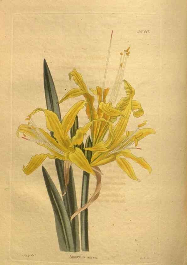 Reproducción/Reproduction 48755407506: The botanical cabinet. London :John & Arthur Arch ...,1817-1833.. 