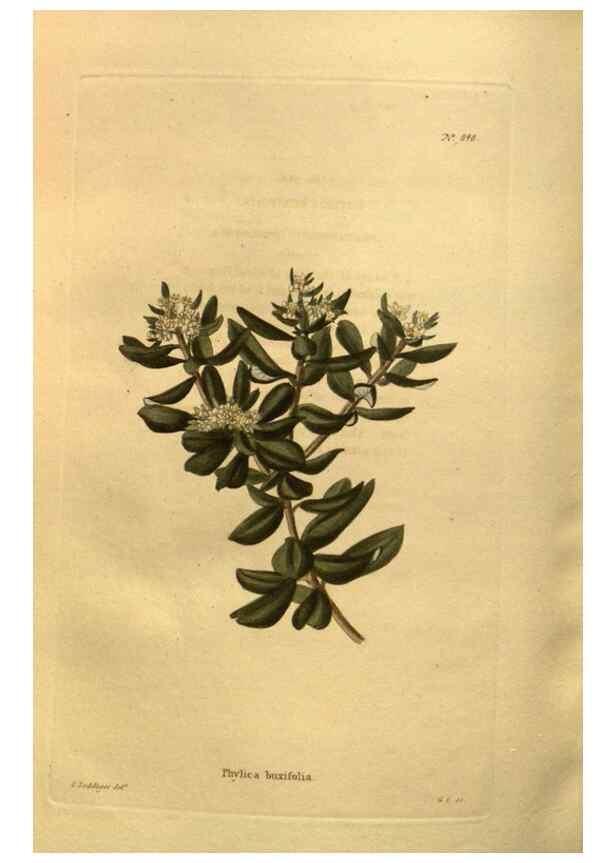 Reproducción/Reproduction 48755087818: The botanical cabinet. London :John & Arthur Arch ...,1817-1833.. 