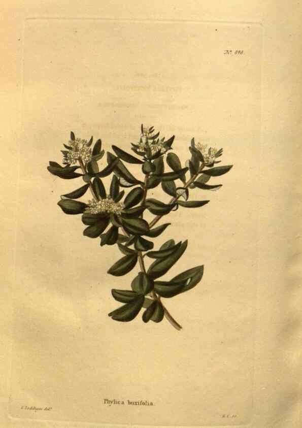 Reproducción/Reproduction 48755087818: The botanical cabinet. London :John & Arthur Arch ...,1817-1833.. 