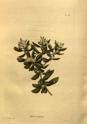 Reproducción/Reproduction 48755087818: The botanical cabinet. London :John & Arthur Arch ...,1817-1833.. 