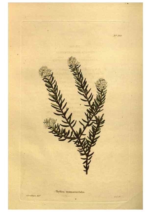 Reproducción/Reproduction 48755408401: The botanical cabinet. London :John & Arthur Arch ...,1817-1833.. 