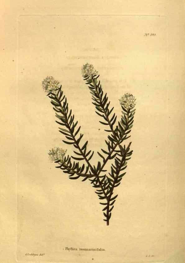 Reproducción/Reproduction 48755408401: The botanical cabinet. London :John & Arthur Arch ...,1817-1833.. 