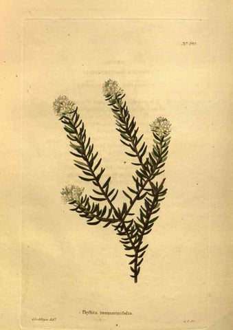 Reproducción/Reproduction 48755408401: The botanical cabinet. London :John & Arthur Arch ...,1817-1833.. 