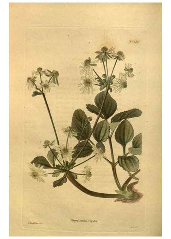 Reproducción/Reproduction 48755604697: The botanical cabinet. London :John & Arthur Arch ...,1817-1833.. 