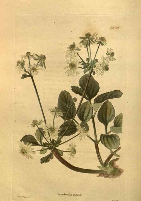 Reproducción/Reproduction 48755604697: The botanical cabinet. London :John & Arthur Arch ...,1817-1833.. 