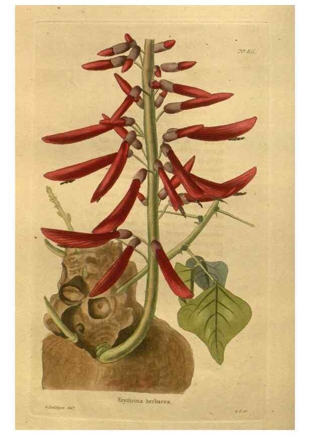 Reproducción/Reproduction 48755605207: The botanical cabinet. London :John & Arthur Arch ...,1817-1833.. 