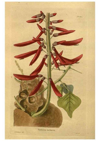 Reproducción/Reproduction 48755605207: The botanical cabinet. London :John & Arthur Arch ...,1817-1833.. 