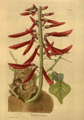 Reproducción/Reproduction 48755605207: The botanical cabinet. London :John & Arthur Arch ...,1817-1833.. 