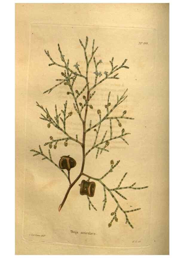 Reproducción/Reproduction 48755406026: The botanical cabinet. London :John & Arthur Arch ...,1817-1833.. 