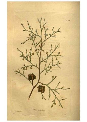 Reproducción/Reproduction 48755406026: The botanical cabinet. London :John & Arthur Arch ...,1817-1833.. 