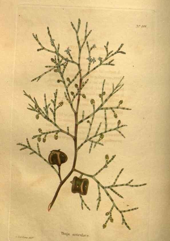 Reproducción/Reproduction 48755406026: The botanical cabinet. London :John & Arthur Arch ...,1817-1833.. 
