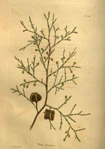 Reproducción/Reproduction 48755406026: The botanical cabinet. London :John & Arthur Arch ...,1817-1833.. 