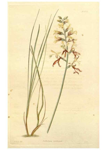 Reproducción/Reproduction 48782667176: The botanical cabinet. London :John & Arthur Arch ...,1817-1833.. 