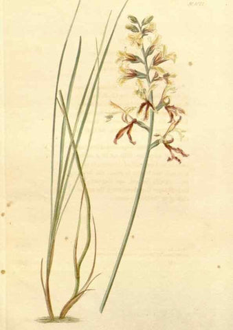 Reproducción/Reproduction 48782667176: The botanical cabinet. London :John & Arthur Arch ...,1817-1833.. 