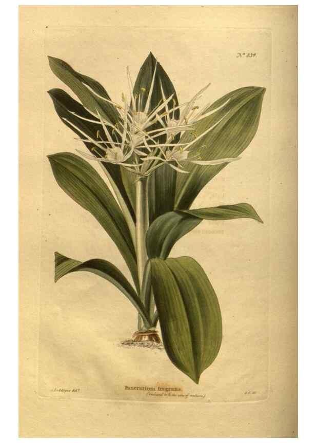 Reproducción/Reproduction 48755401171: The botanical cabinet. London :John & Arthur Arch ...,1817-1833.. 