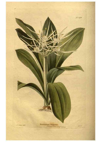 Reproducción/Reproduction 48755401171: The botanical cabinet. London :John & Arthur Arch ...,1817-1833.. 