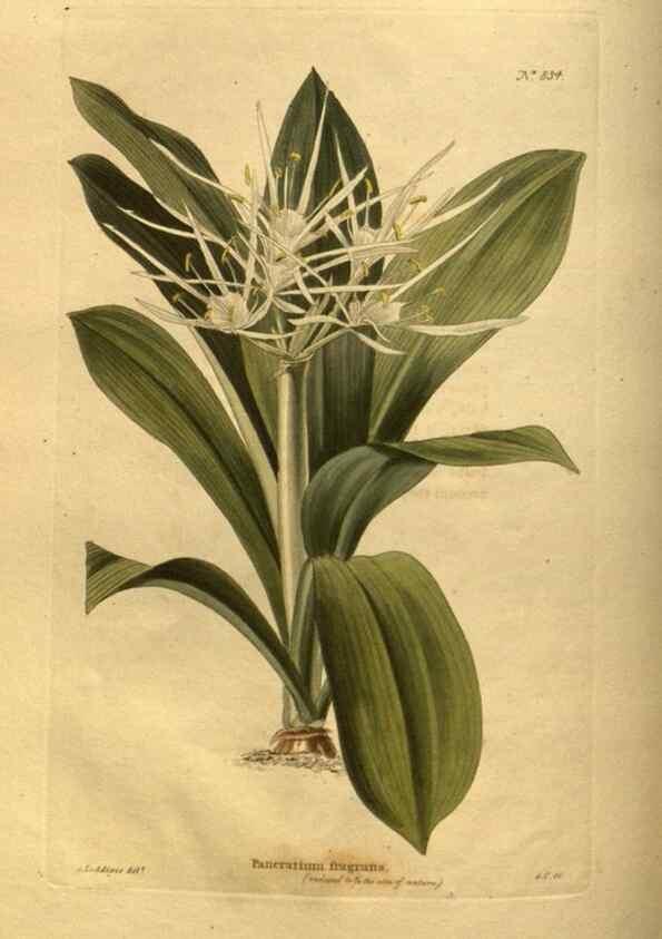 Reproducción/Reproduction 48755401171: The botanical cabinet. London :John & Arthur Arch ...,1817-1833.. 