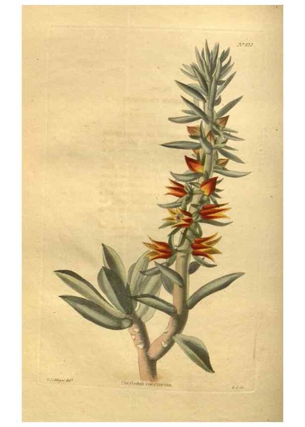 Reproducción/Reproduction 48755596827: The botanical cabinet. London :John & Arthur Arch ...,1817-1833.. 