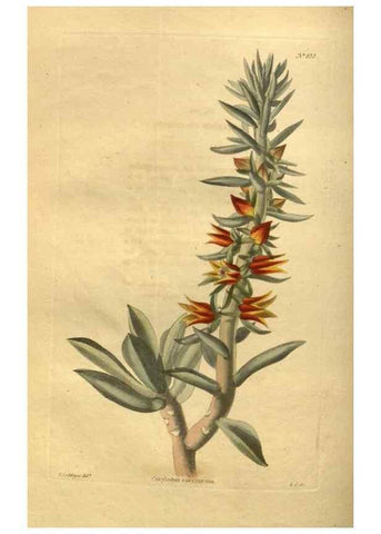Reproducción/Reproduction 48755596827: The botanical cabinet. London :John & Arthur Arch ...,1817-1833.. 