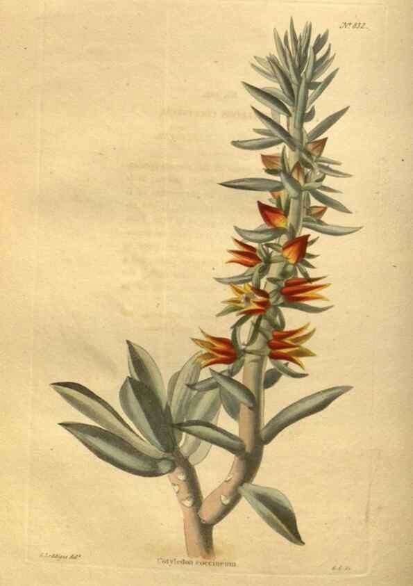 Reproducción/Reproduction 48755596827: The botanical cabinet. London :John & Arthur Arch ...,1817-1833.. 