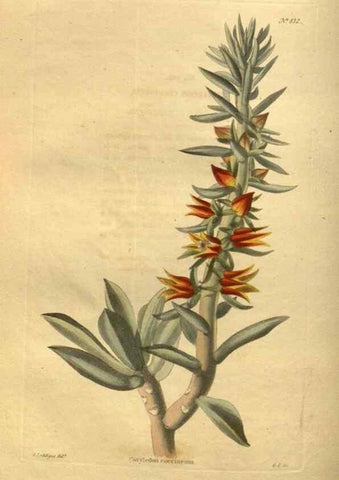 Reproducción/Reproduction 48755596827: The botanical cabinet. London :John & Arthur Arch ...,1817-1833.. 