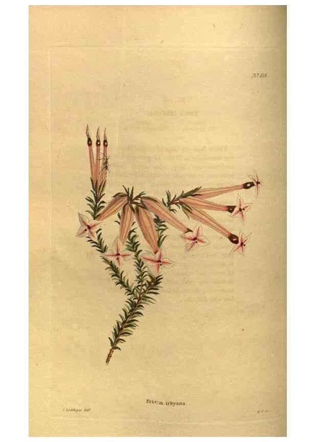 Reproducción/Reproduction 48755591162: The botanical cabinet. London :John & Arthur Arch ...,1817-1833.. 
