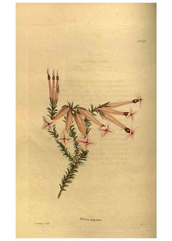Reproducción/Reproduction 48755591162: The botanical cabinet. London :John & Arthur Arch ...,1817-1833.. 