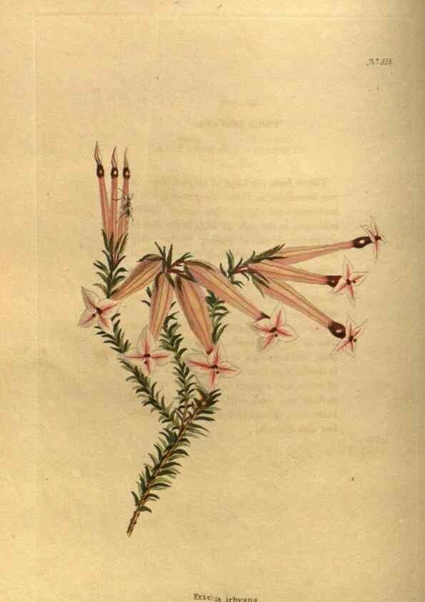 Reproducción/Reproduction 48755591162: The botanical cabinet. London :John & Arthur Arch ...,1817-1833.. 