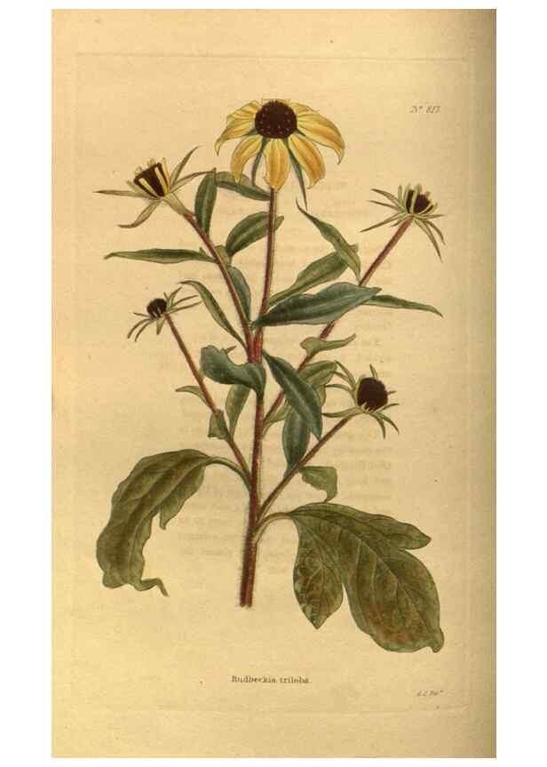 Reproducción/Reproduction 48755075693: The botanical cabinet. London :John & Arthur Arch ...,1817-1833.. 