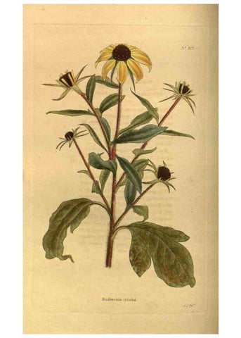Reproducción/Reproduction 48755075693: The botanical cabinet. London :John & Arthur Arch ...,1817-1833.. 