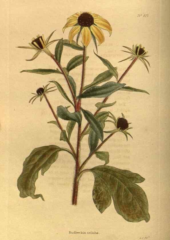 Reproducción/Reproduction 48755075693: The botanical cabinet. London :John & Arthur Arch ...,1817-1833.. 