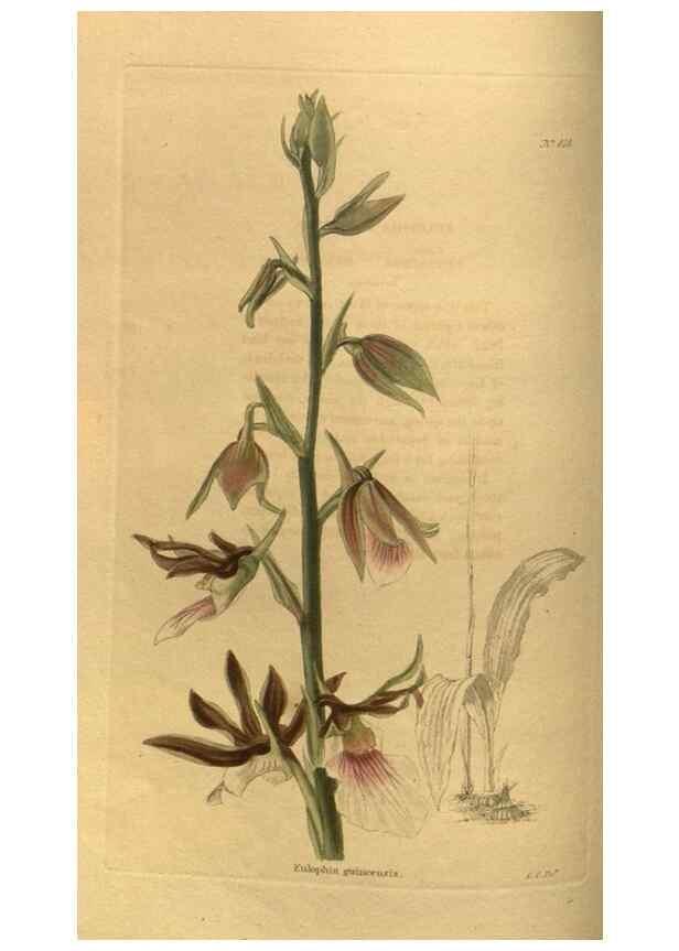 Reproducción/Reproduction 48755075988: The botanical cabinet. London :John & Arthur Arch ...,1817-1833.. 