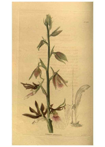 Reproducción/Reproduction 48755075988: The botanical cabinet. London :John & Arthur Arch ...,1817-1833.. 