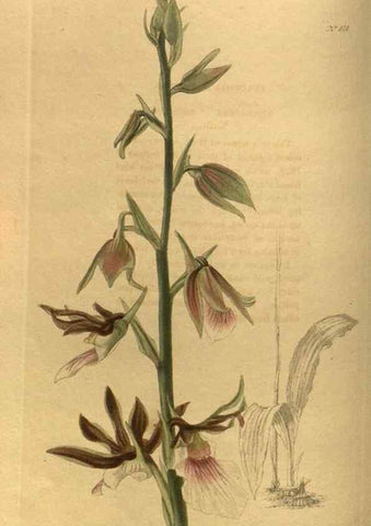 Reproducción/Reproduction 48755075988: The botanical cabinet. London :John & Arthur Arch ...,1817-1833.. 