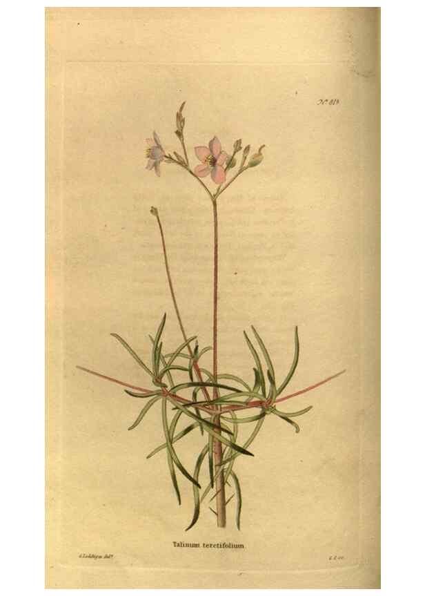 Reproducción/Reproduction 48755076238: The botanical cabinet. London :John & Arthur Arch ...,1817-1833.. 