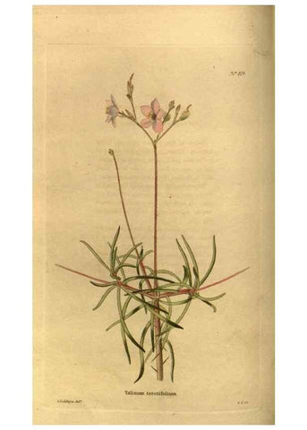 Reproducción/Reproduction 48755076238: The botanical cabinet. London :John & Arthur Arch ...,1817-1833.. 